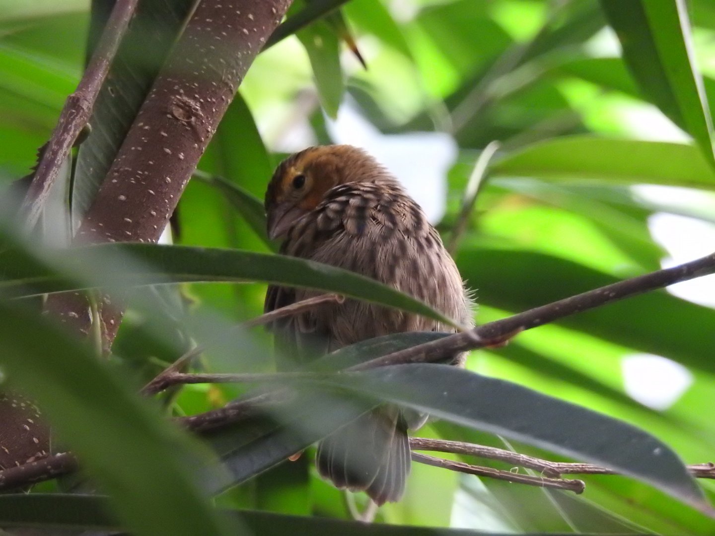 Female Southern Red Bishop (Euplectes orix)?