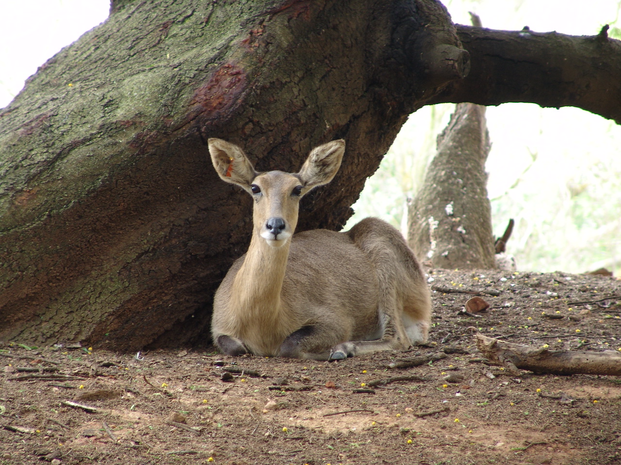Female Southern Reedbuck (Redunca arundinum)
