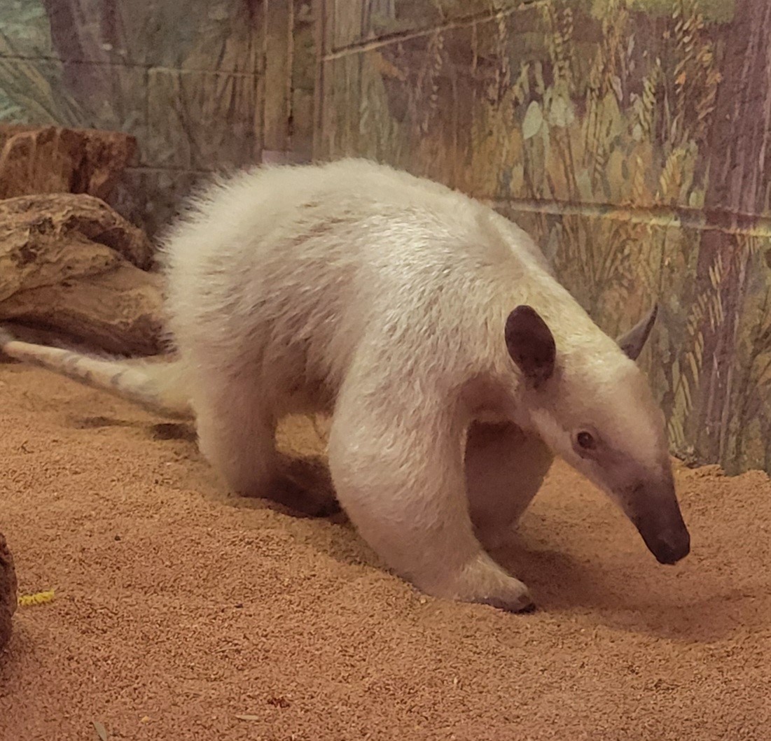 Female Southern Tamandua - LA Zoo - March 2024