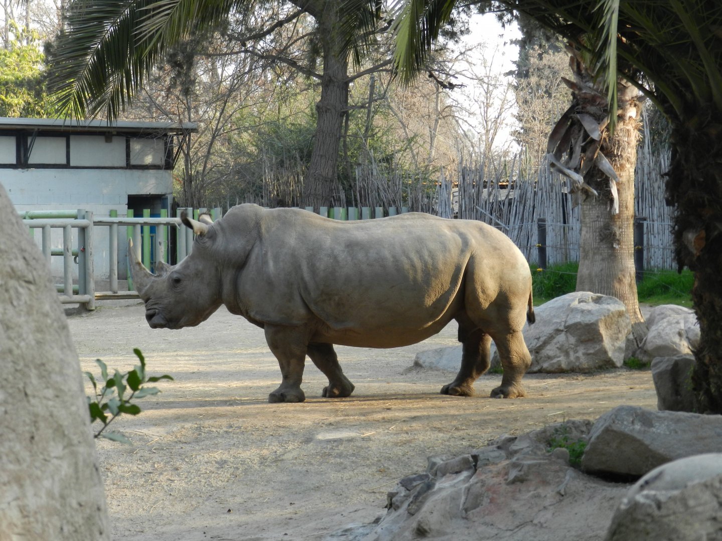Female southern white rhino - Buin zoo