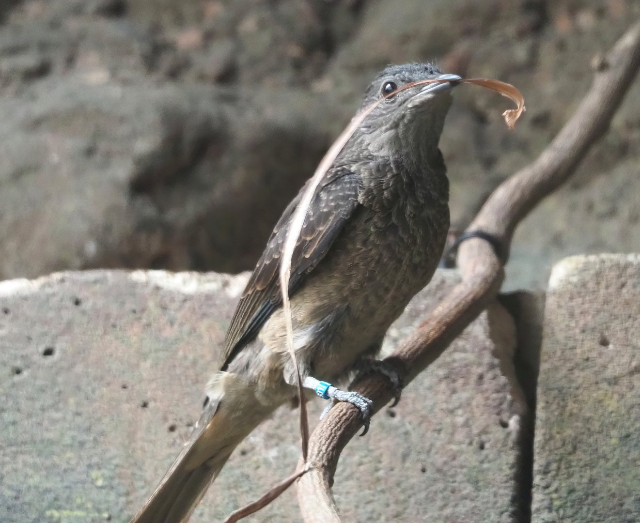 Female Spangled cotinga (Cotinga cayana), 2024-02-17
