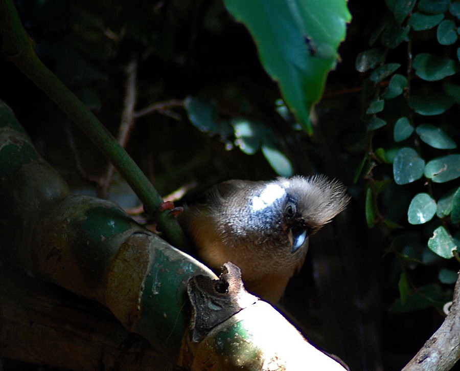 female speckled mousebird