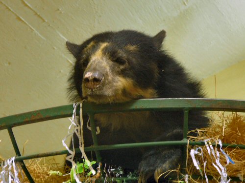 Female spectacled bear Durrell/Jersey