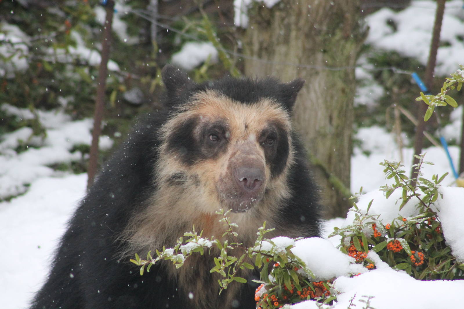 Female Spectacled Bear Franka, Chester Zoo 2013