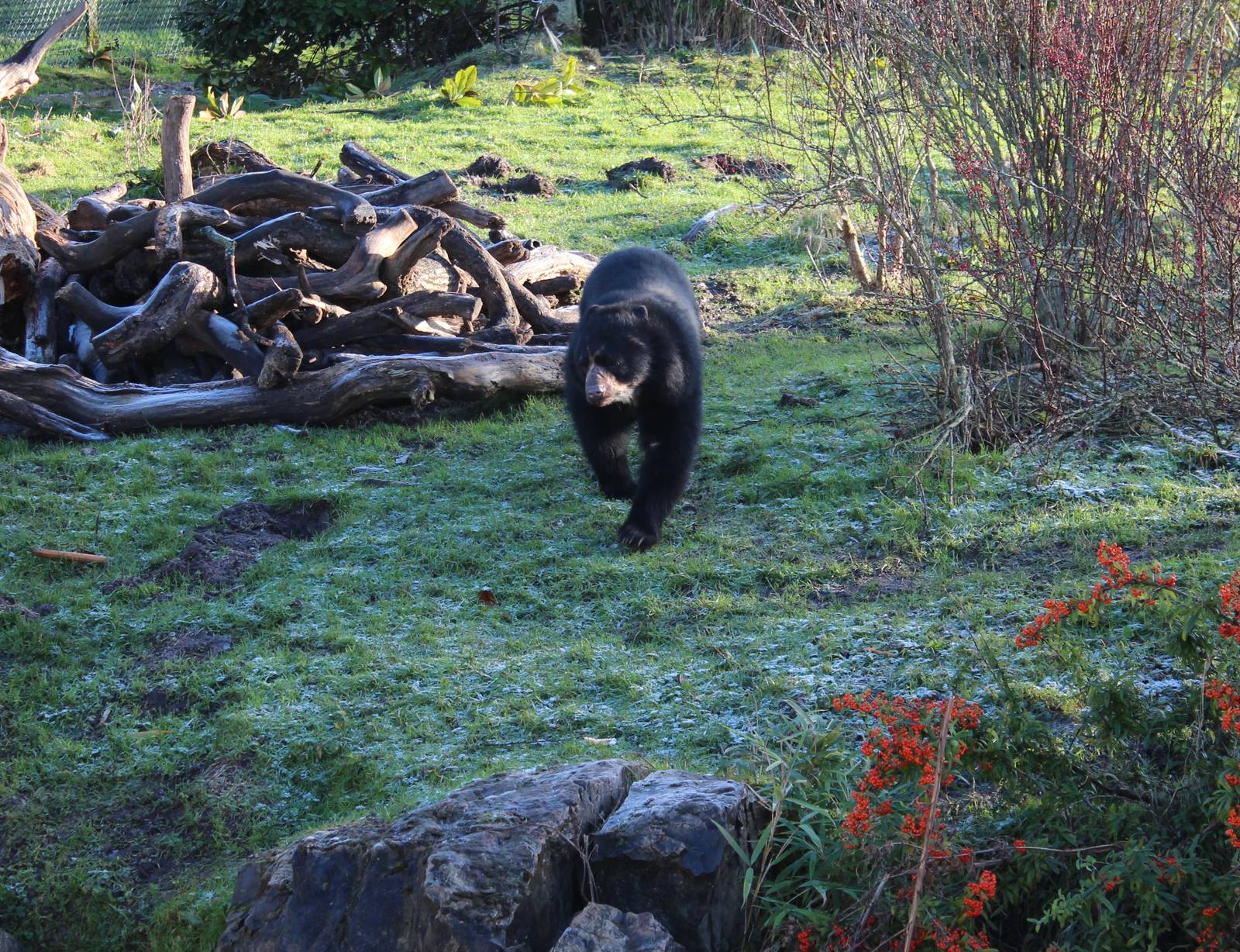 Female Spectacled Bear