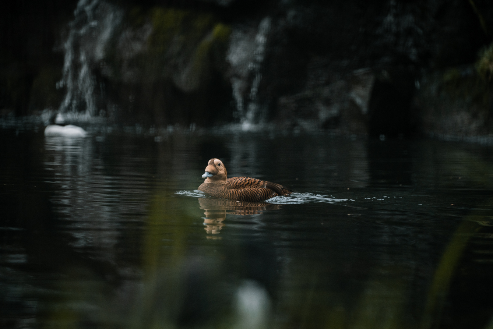 Female Spectacled Eider