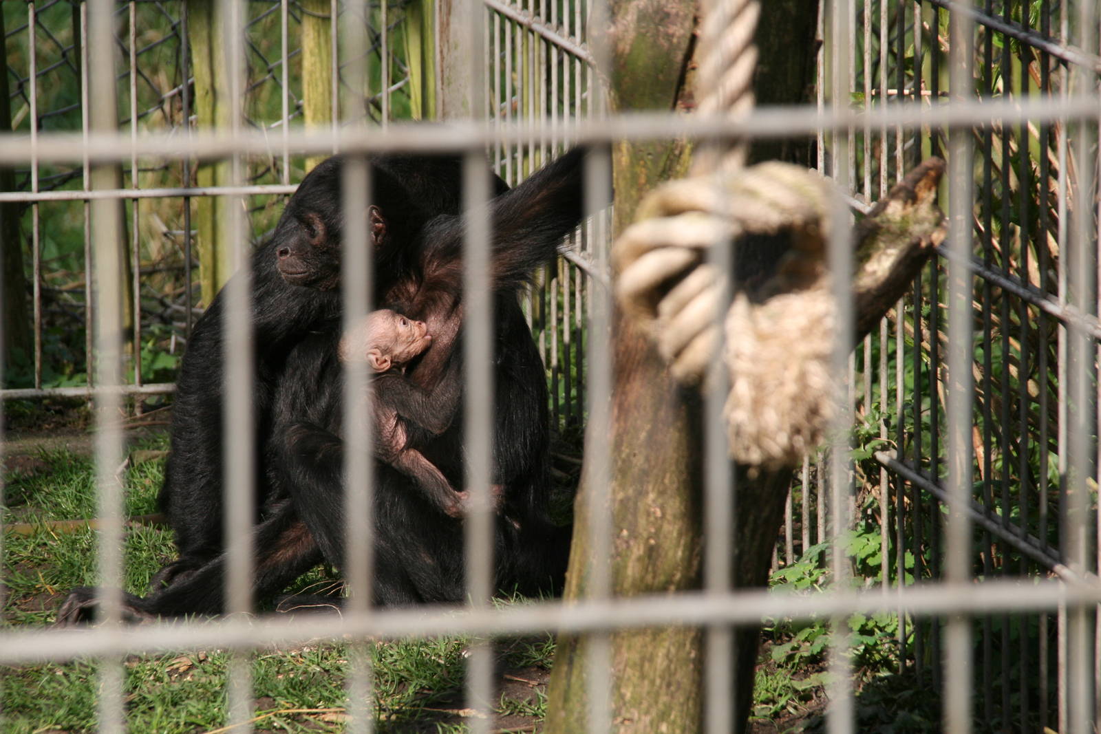 female Spider monkey with her baby
