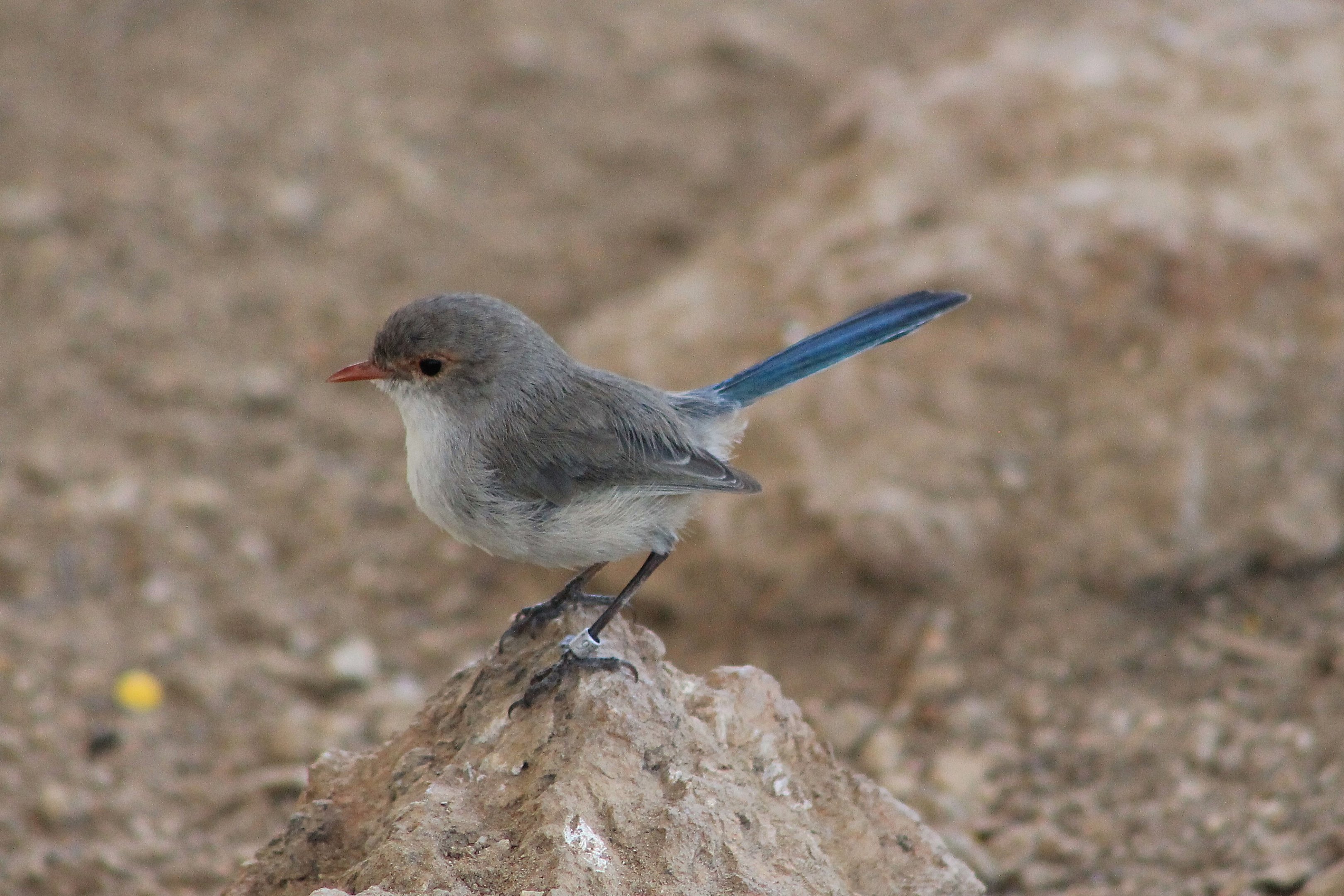 female Splendid Blue Wren (Malurus splendens callainus)
