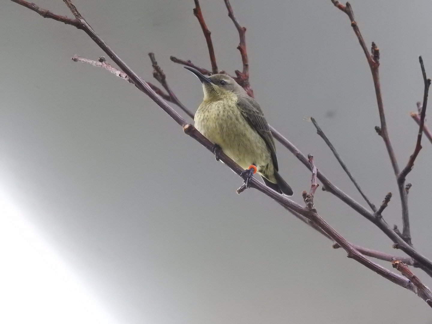 Female Splendid Sunbird (Cinnyris coccinigastrus)