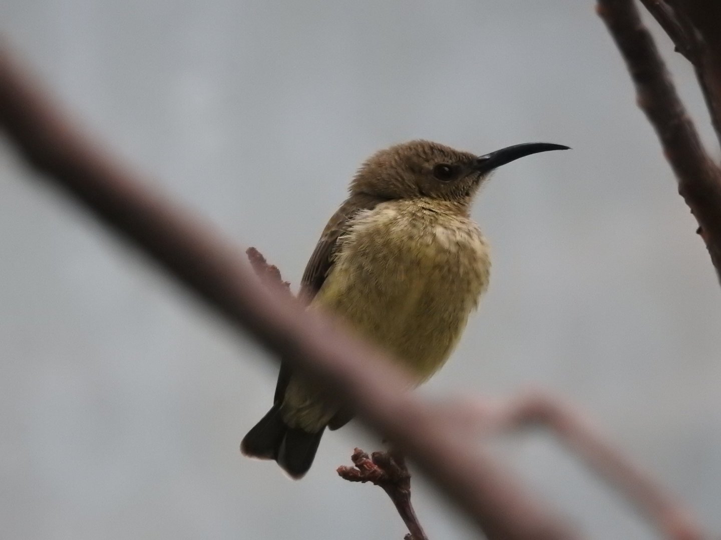Female Splendid Sunbird (Cinnyris coccinigastrus)