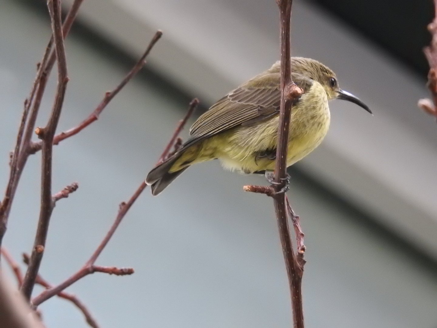 Female Splendid Sunbird (Cinnyris coccinigastrus)