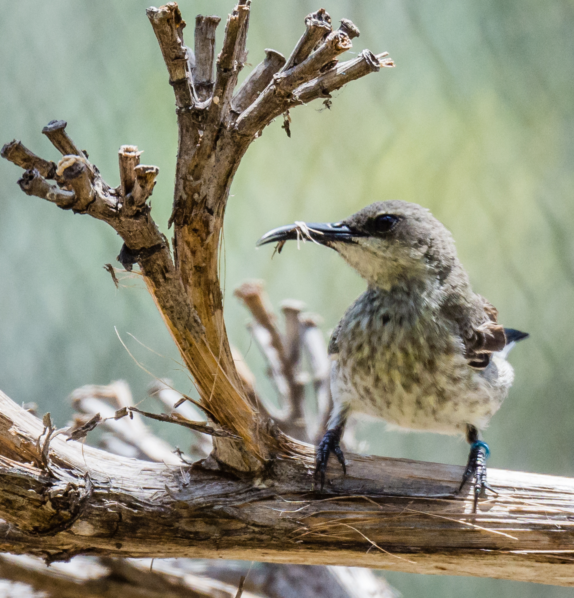 Female splendid sunbird