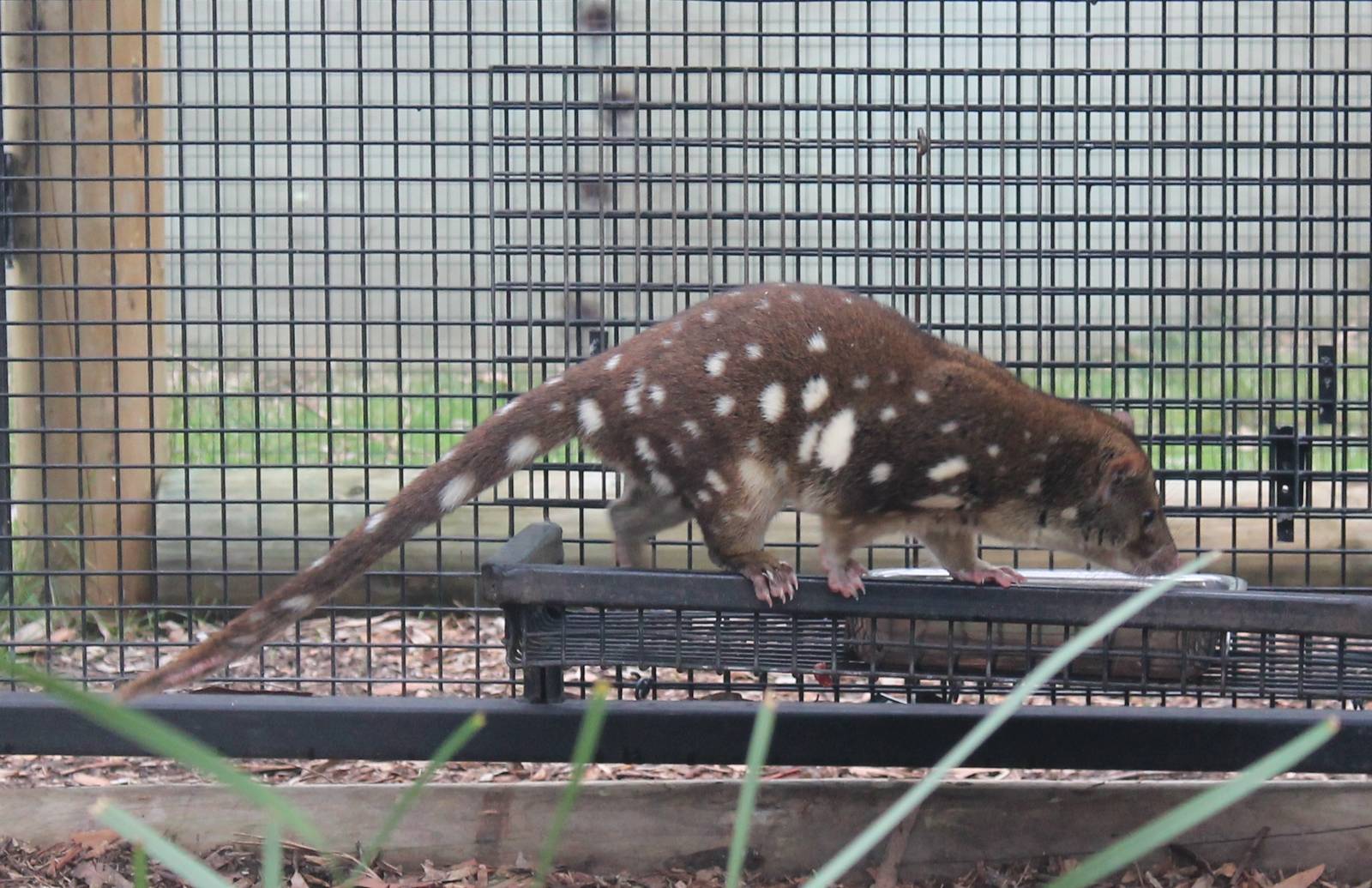 female Spot-tailed quoll (Dasyurus maculatus)