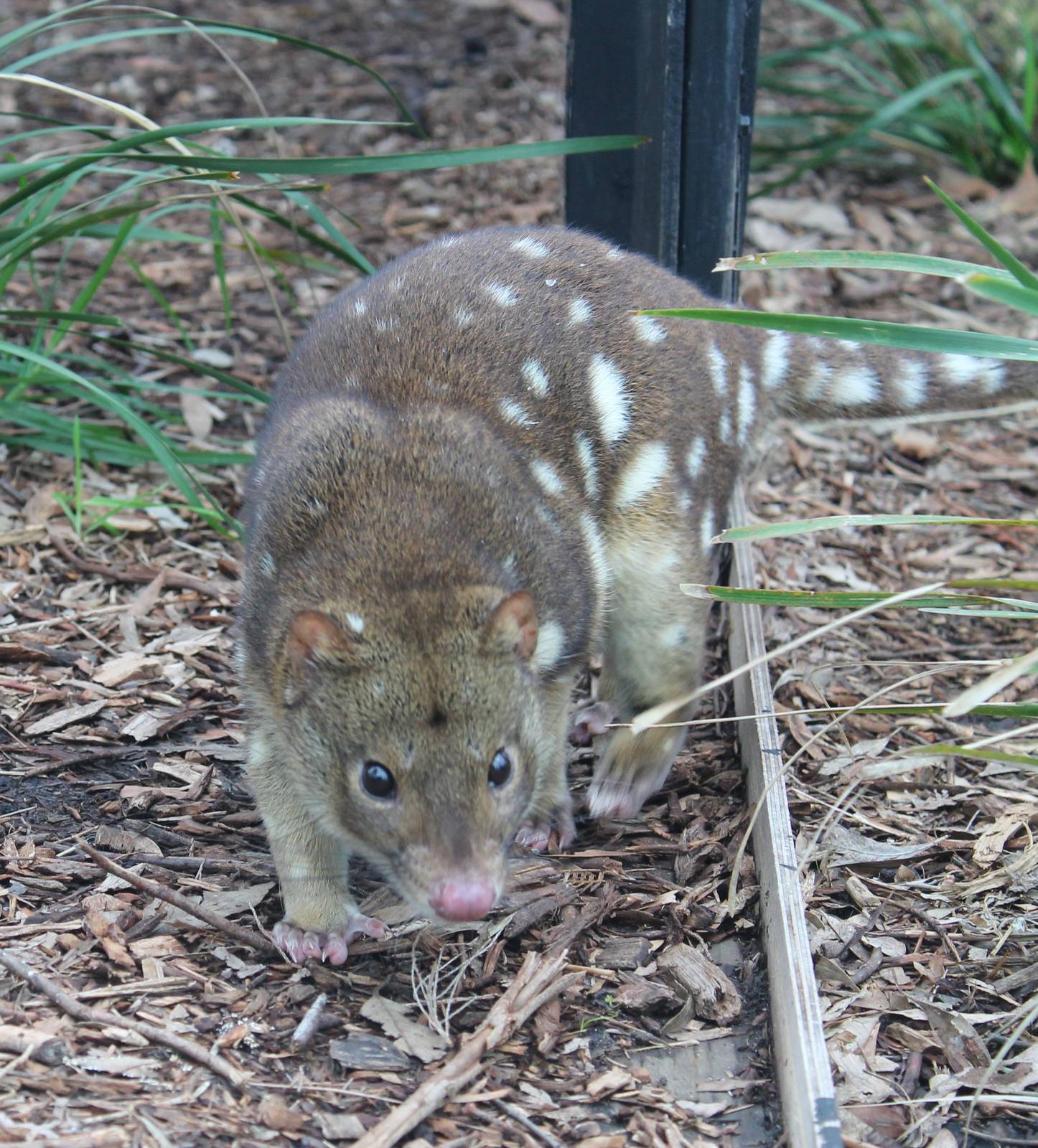 female Spot-tailed quoll (Dasyurus maculatus)