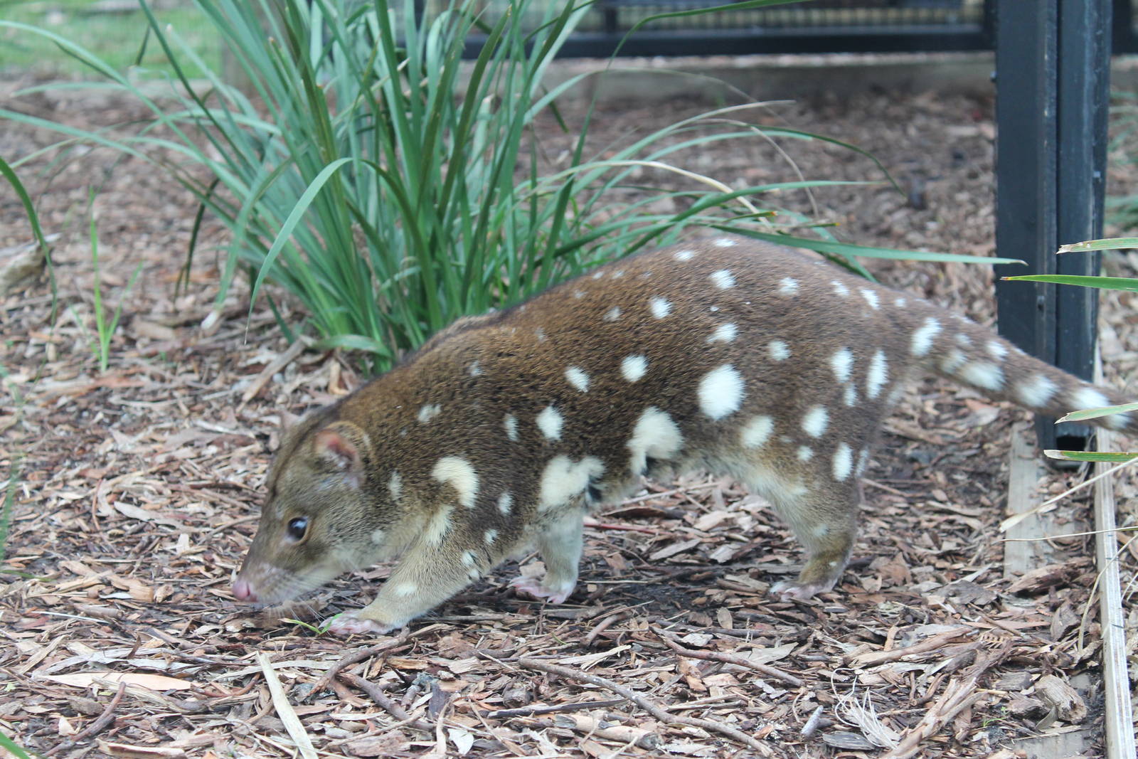 female Spot-tailed quoll (Dasyurus maculatus)