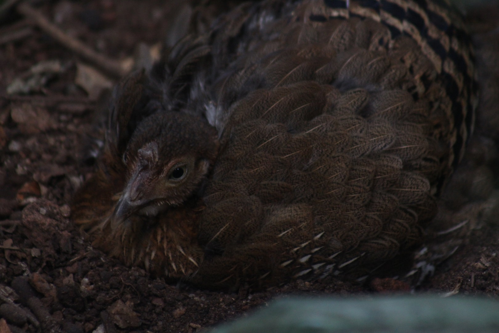 Female Sri Lankan Jungle fowl sitting on a clutch of eggs