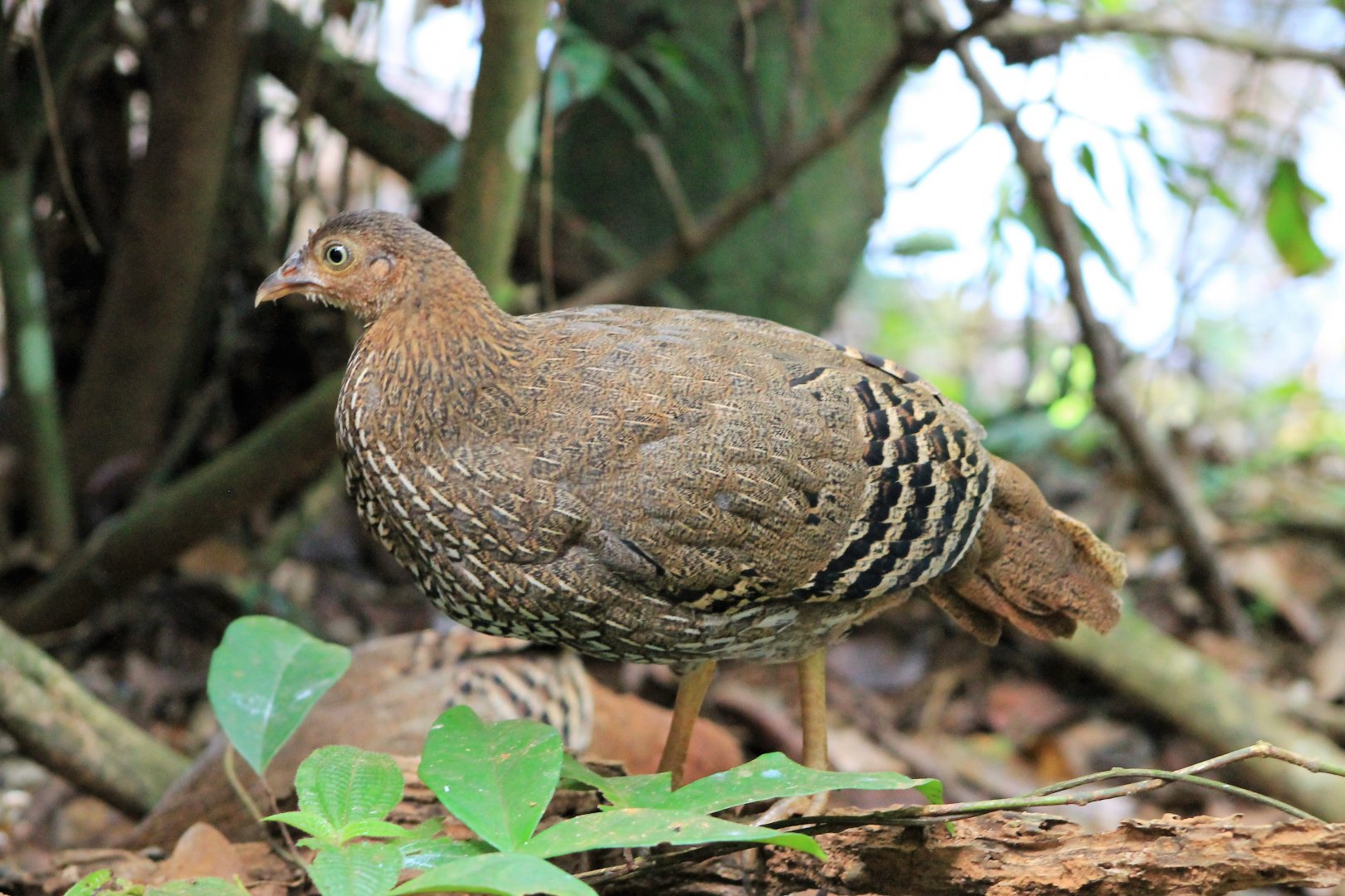 female Sri Lankan Junglefowl (Gallus lafayettii)