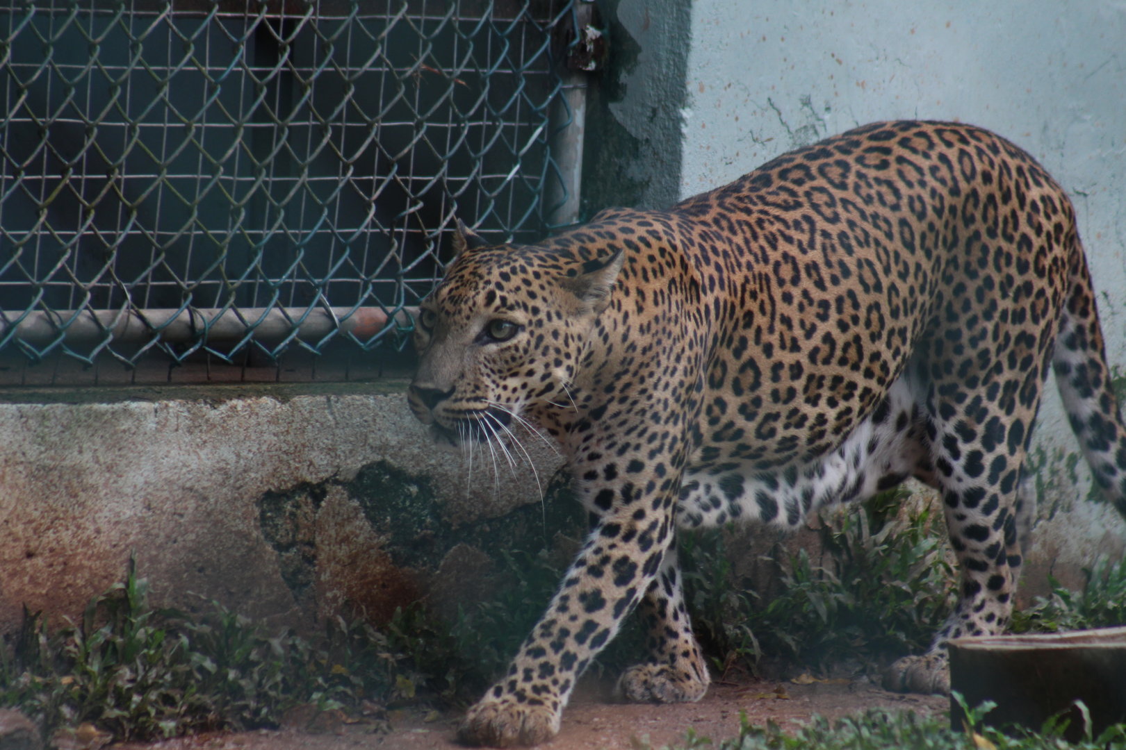 Female Sri Lankan Leopard