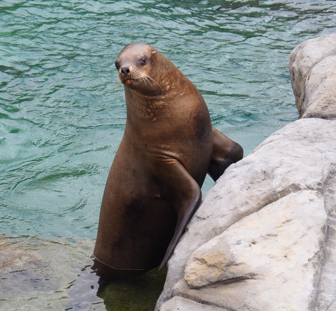 Female Steller's sea lion (Eumetopias jubatus), 2020-09-03