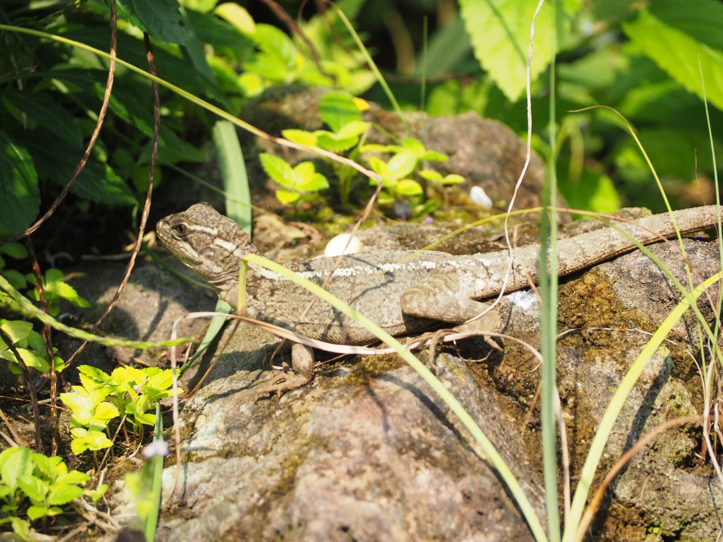 Female Striped Basilisk with an eggshaped item near her on a rock