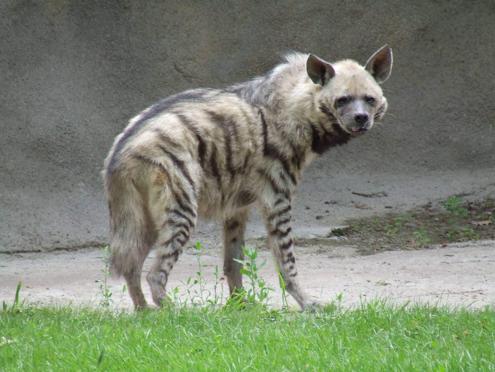 Female Striped hyena @ Budapest Zoo