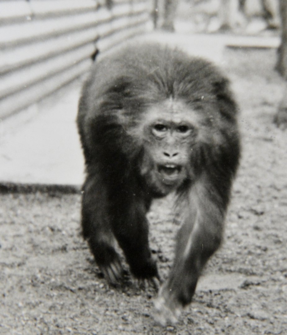 Female Stumped-tailed macaque     Chessington zoo in 1960's