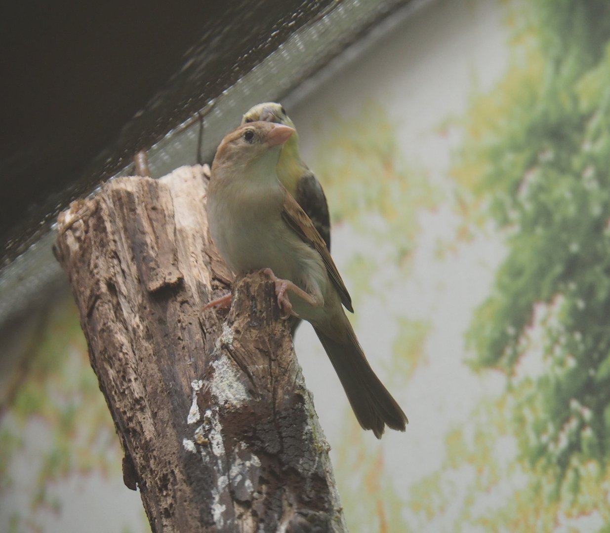 Female Sudan golden sparrow (Passer luteus), 2019-04-20