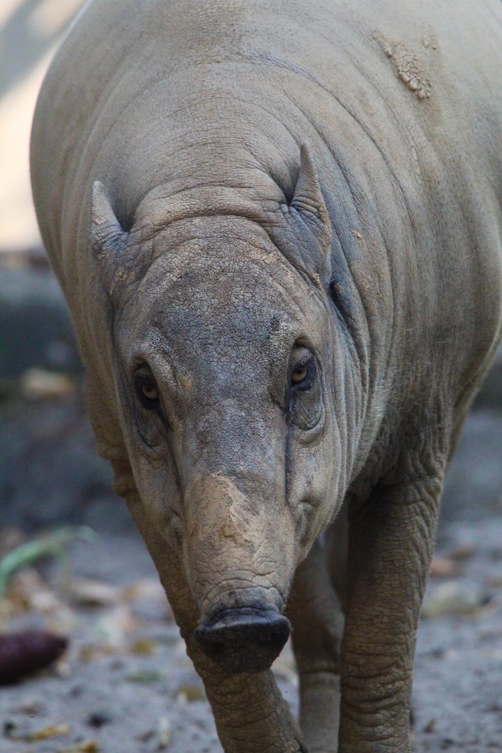 Female Sulawesi Babirusa- September 2024