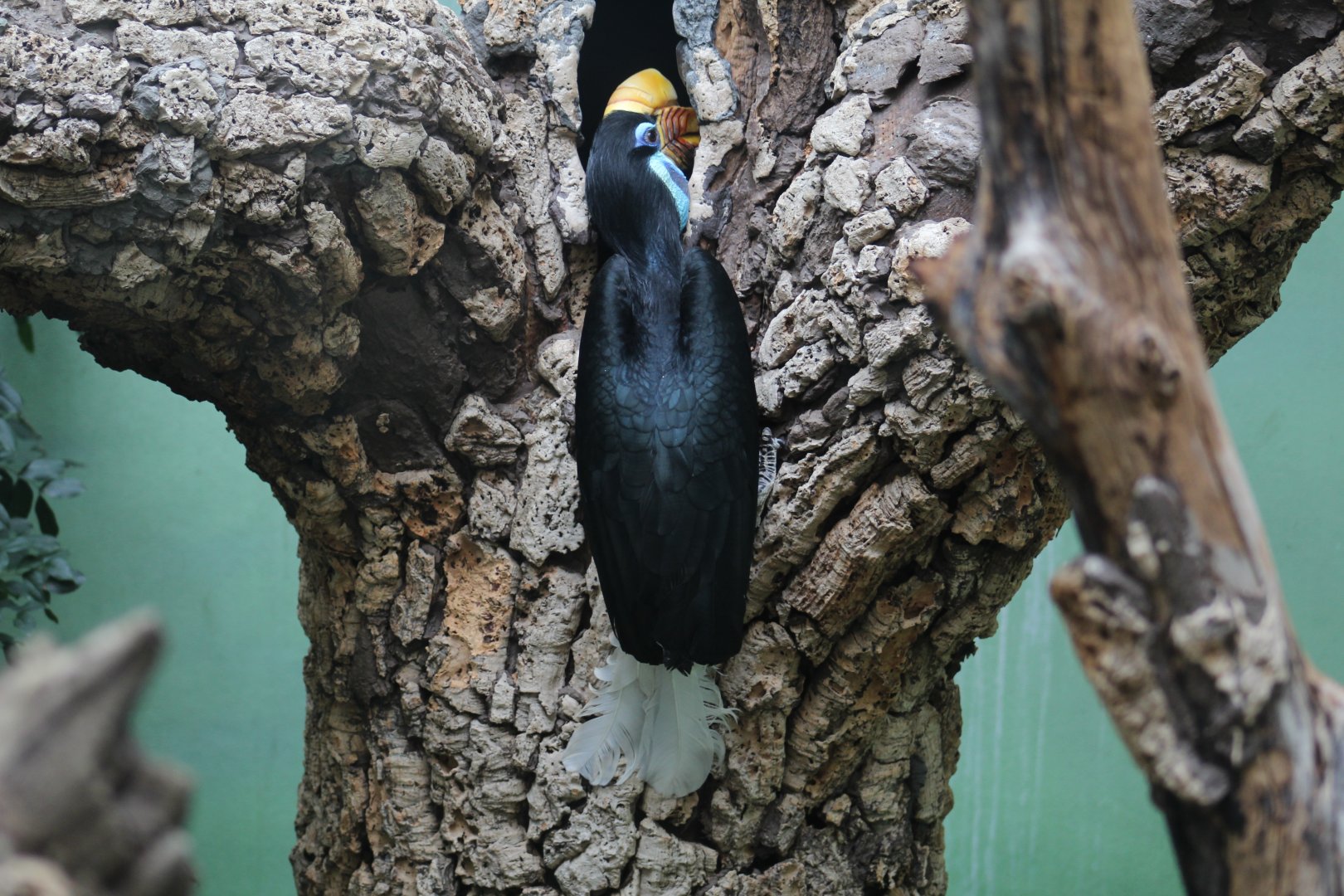 Female Sulawesi Knobbed Hornbill