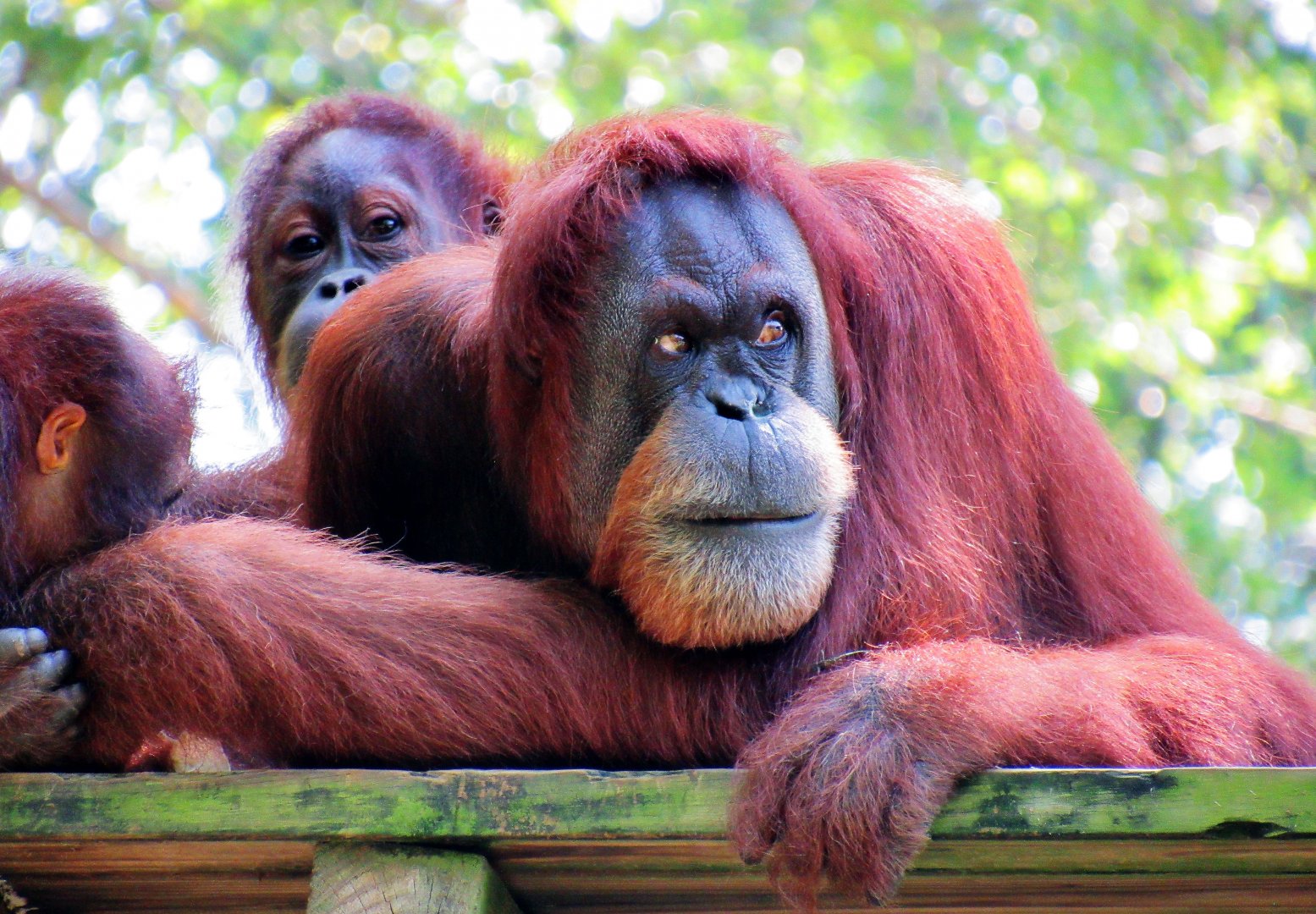 Female Sumantran Orangutan at Zoo Atlanta- taken 2018