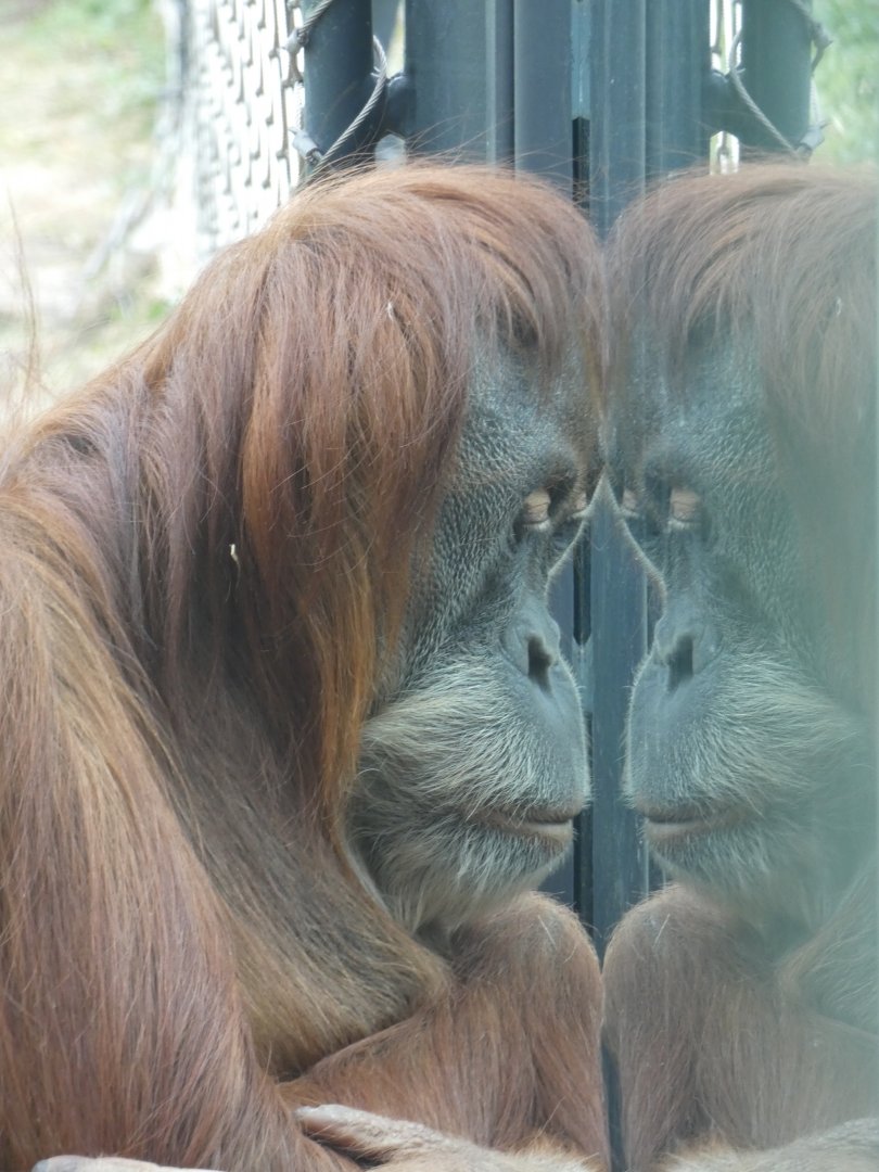 Female Sumatran Orang-utan (Djasinga)