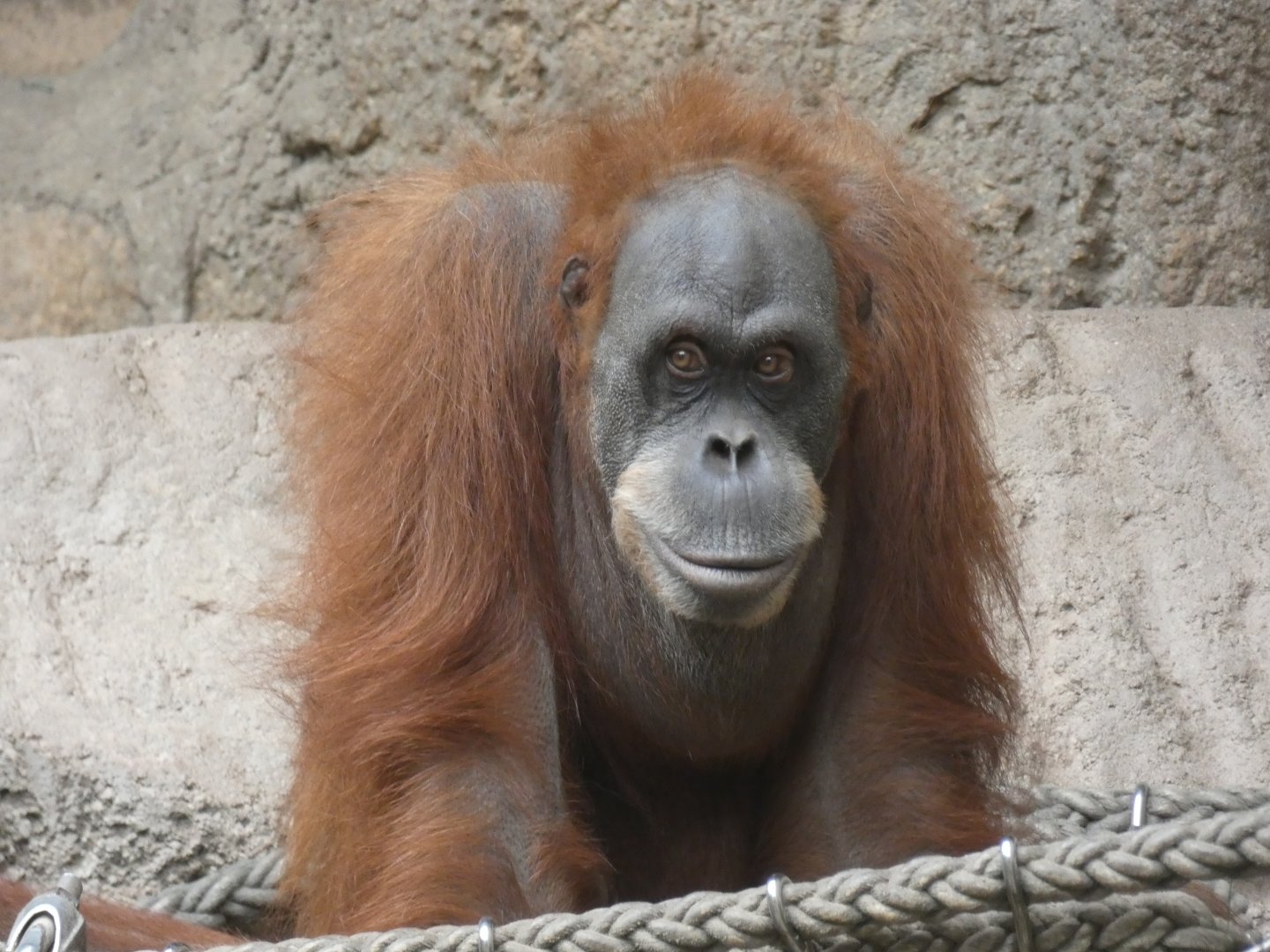 Female Sumatran Orang-utan 'Dokana'