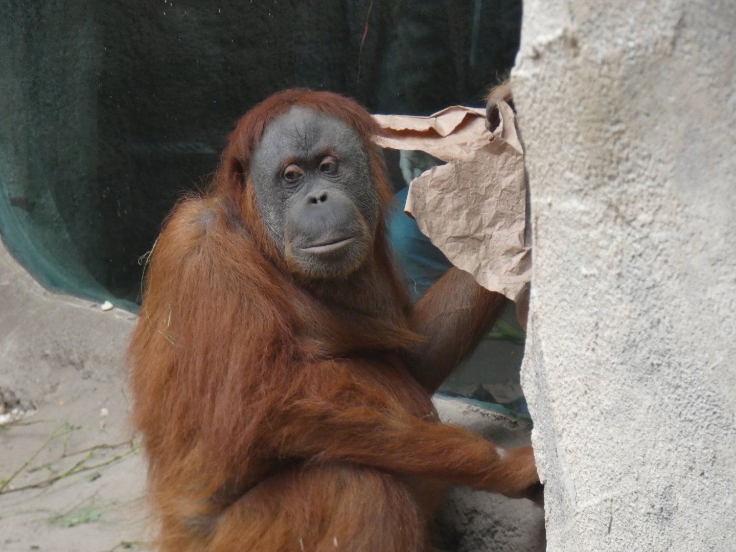 Female Sumatran Orang-utan 'Pini'