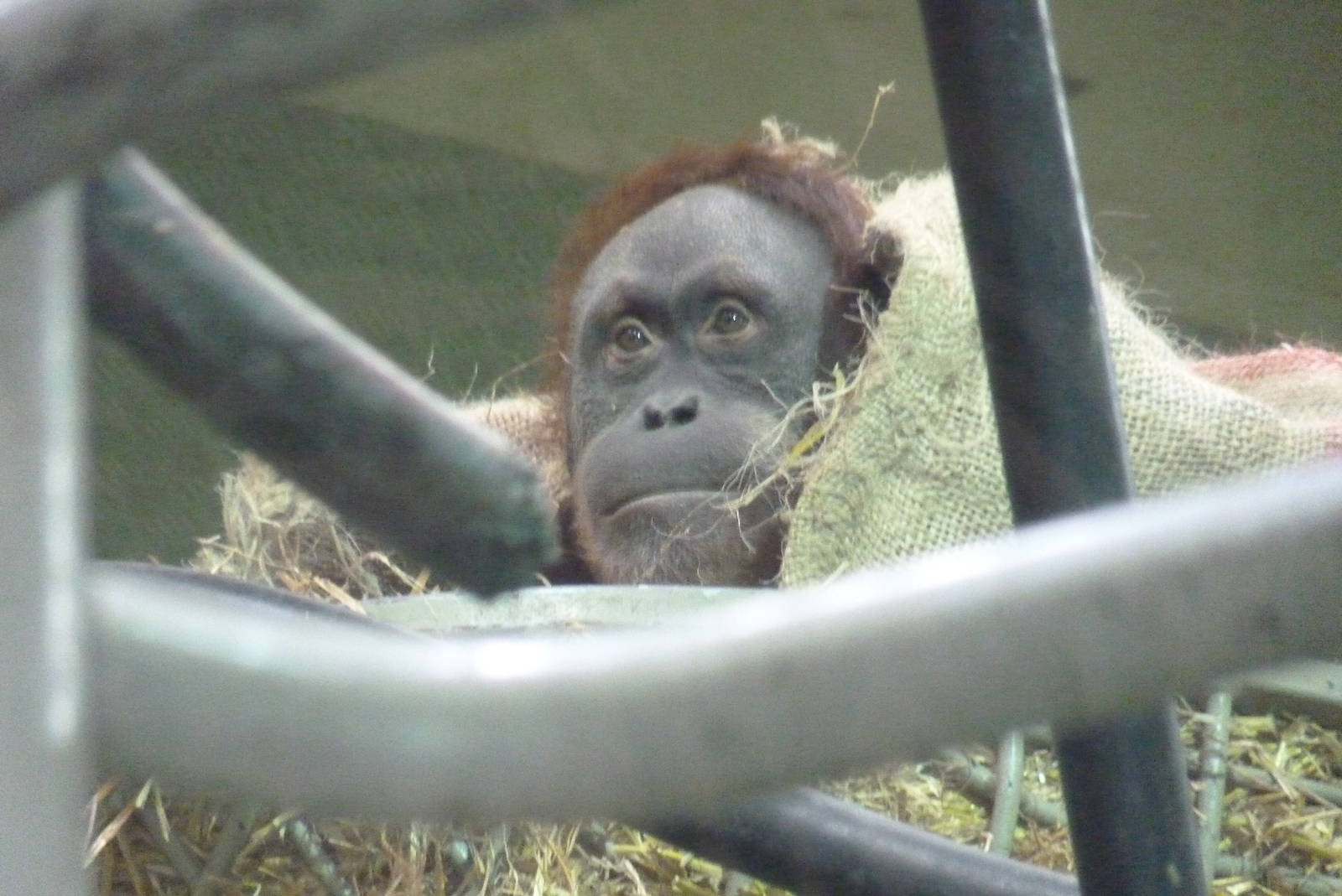 Female Sumatran Orangutan, April 2013