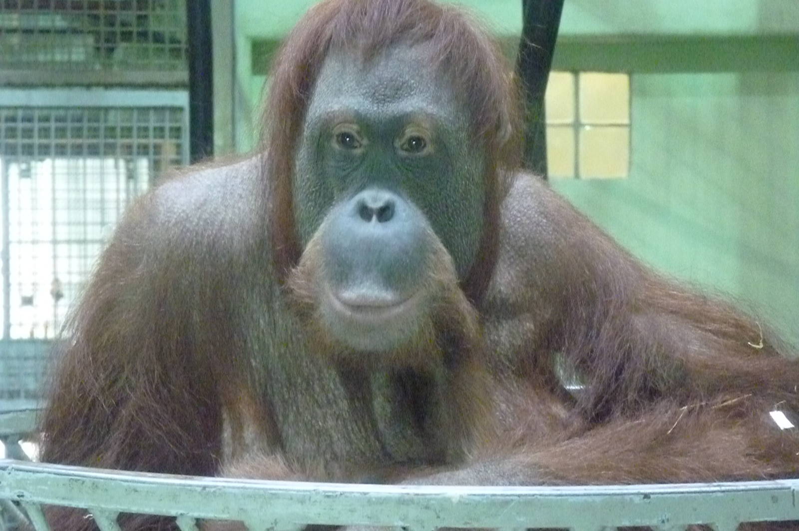 Female Sumatran Orangutan, April 2013