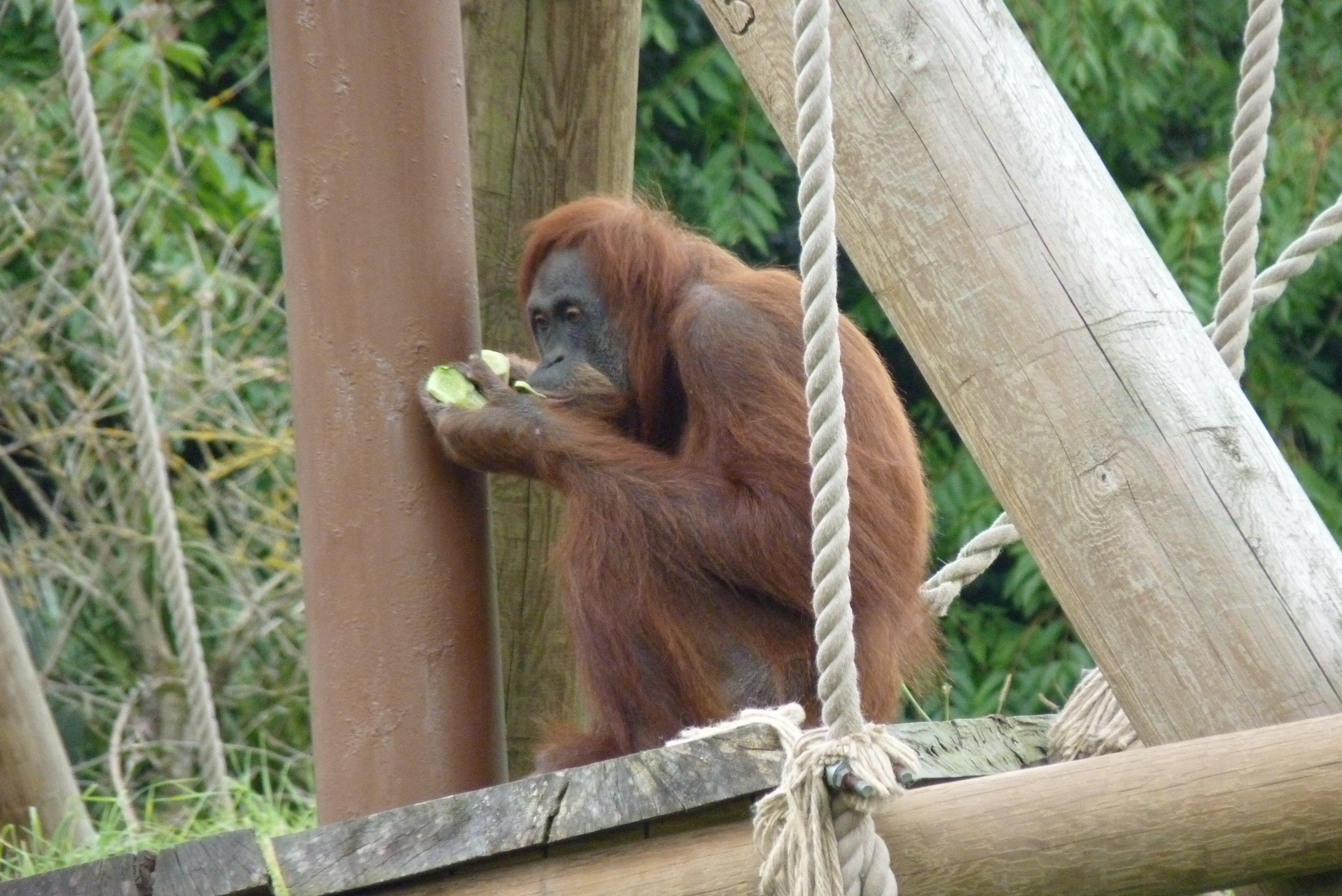 Female Sumatran orangutan, October 2016
