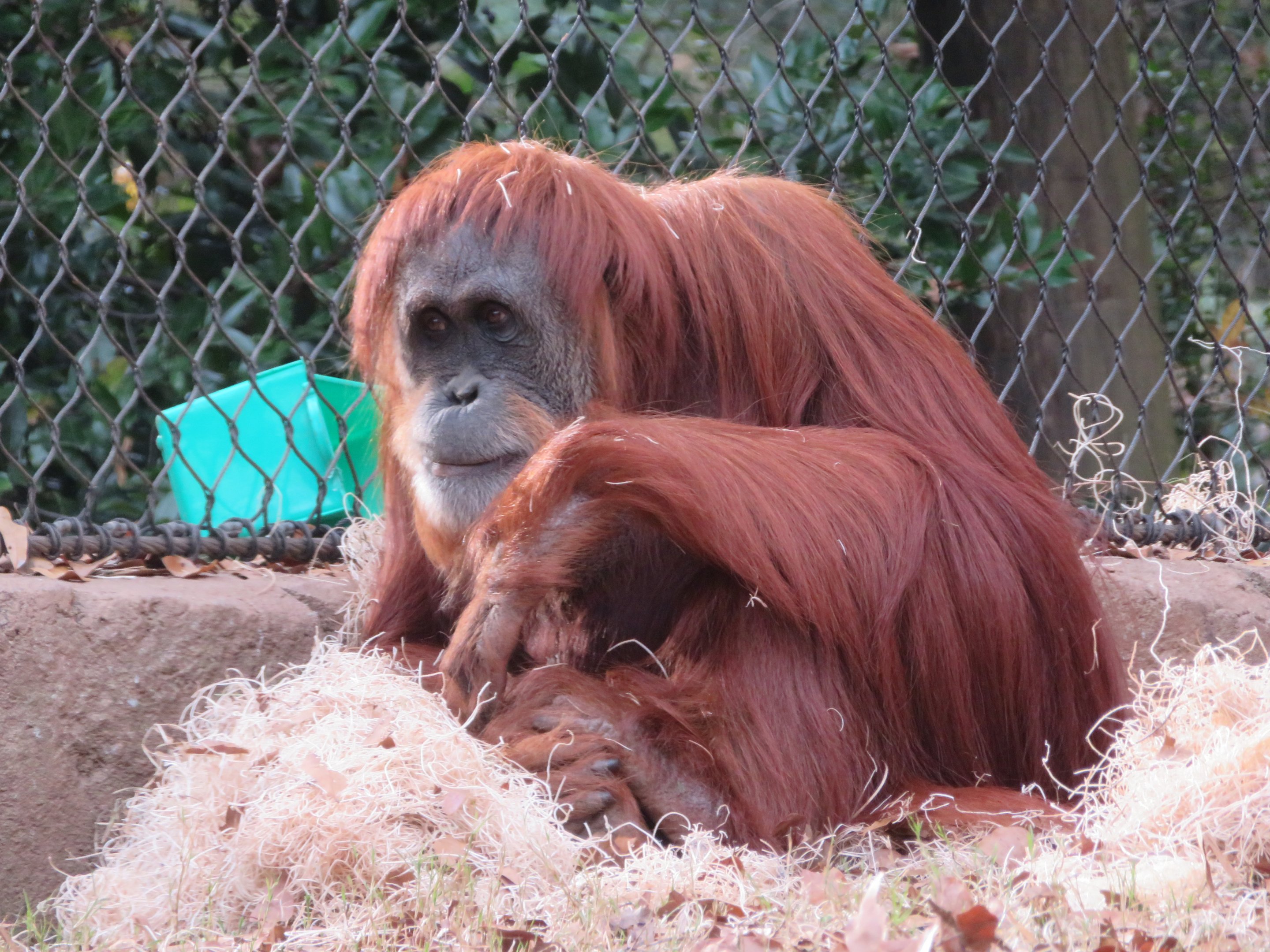 Female Sumatran Orangutan