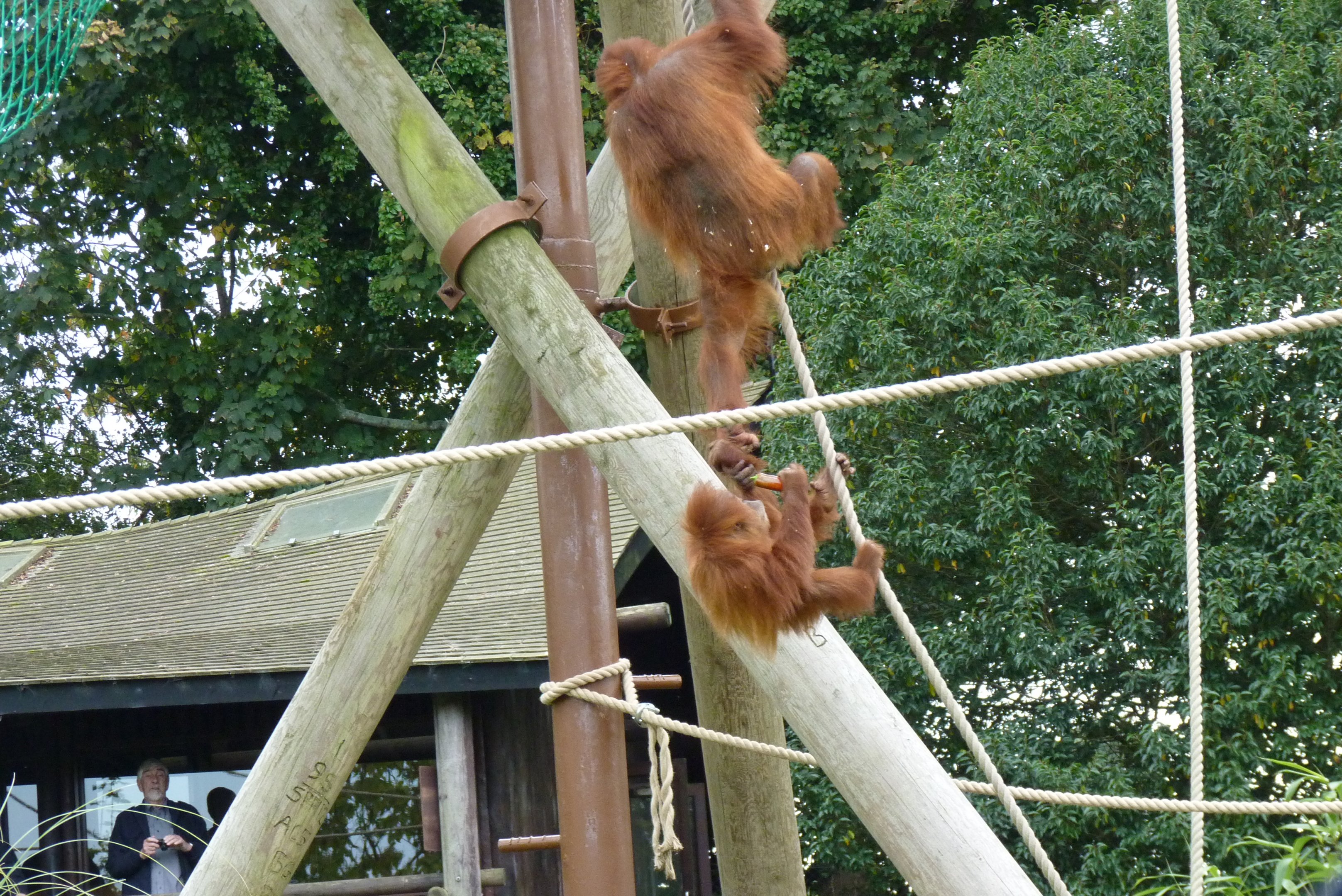 Female Sumatran orangutans, October 2016