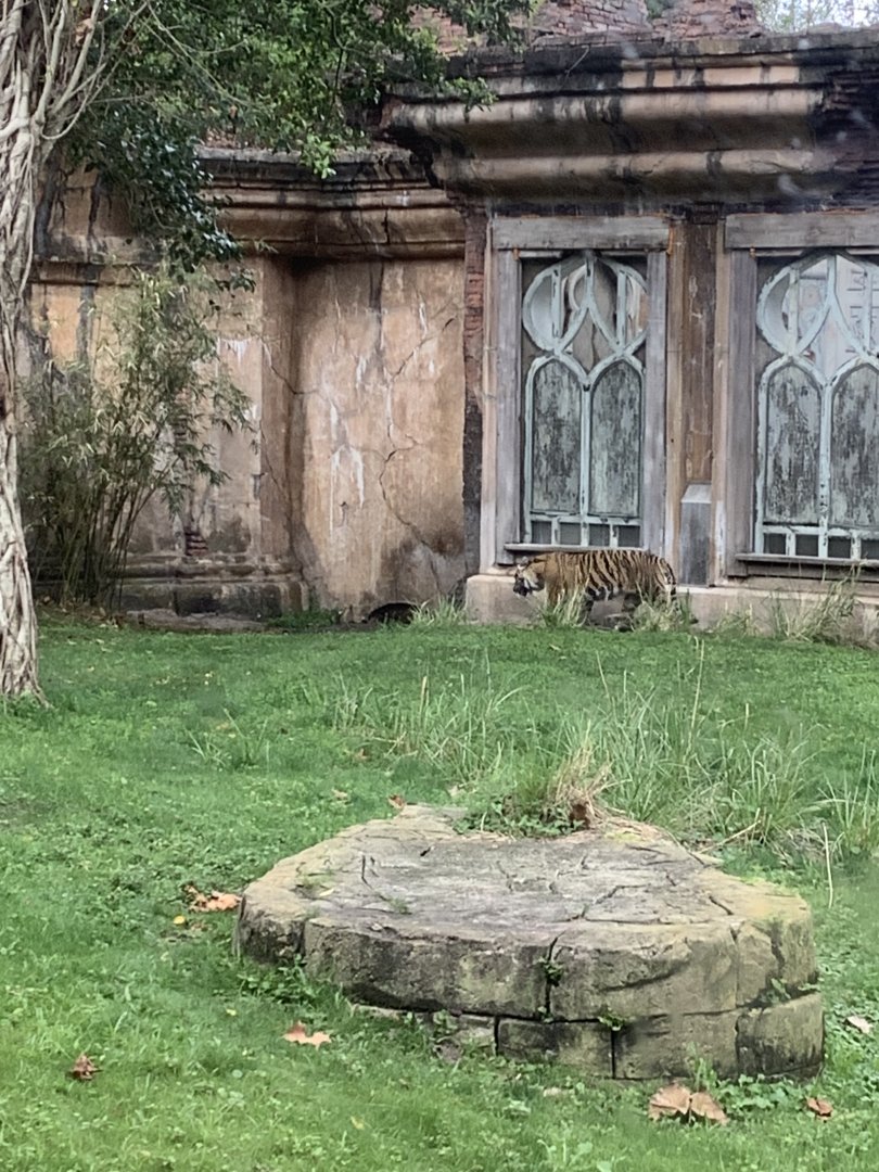 Female Sumatran Tiger 3/18/24