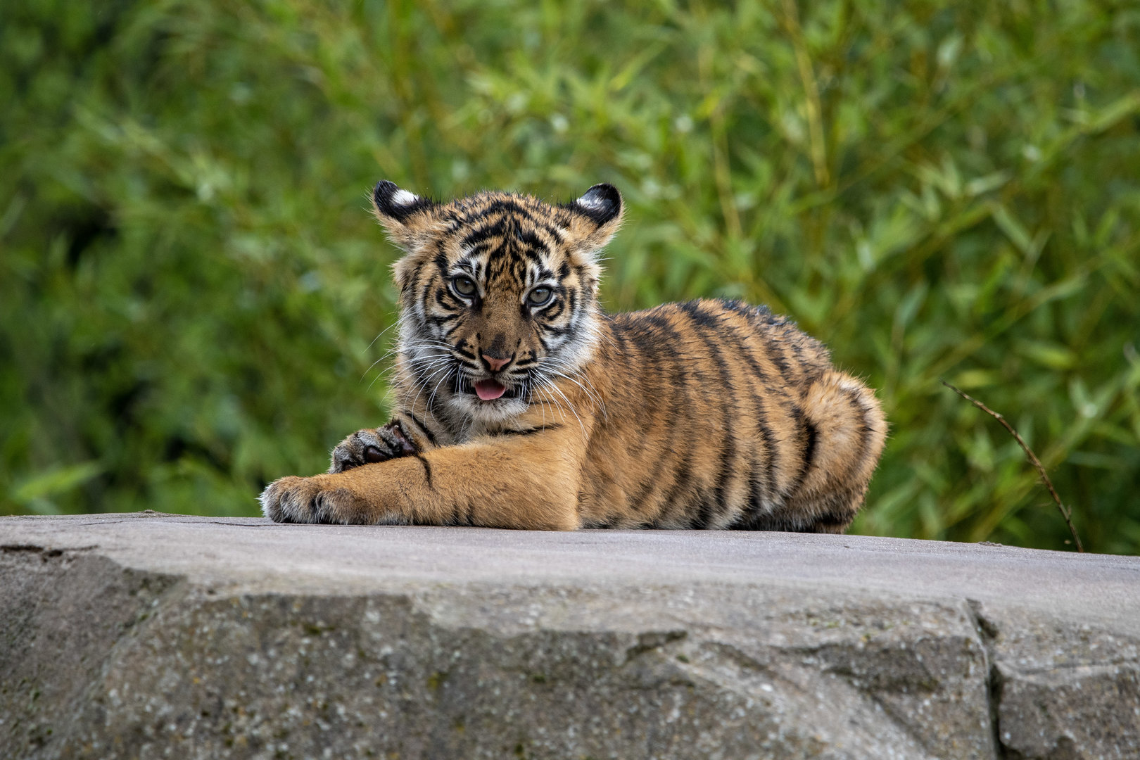 Female Sumatran tiger cub