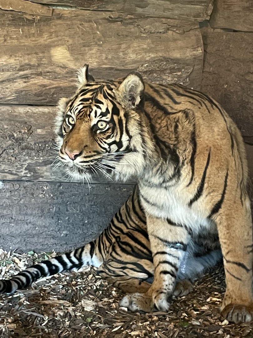 Female Sumatran Tiger, Daseep