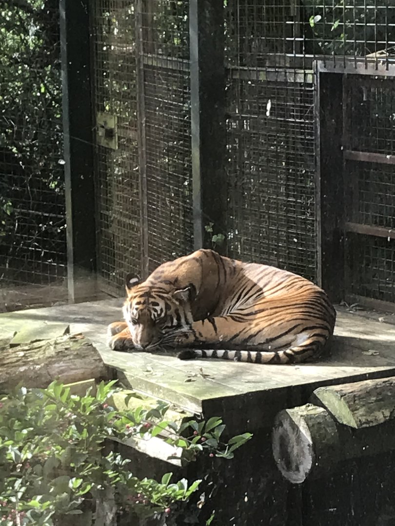 Female Sumatran tiger “Dharma”