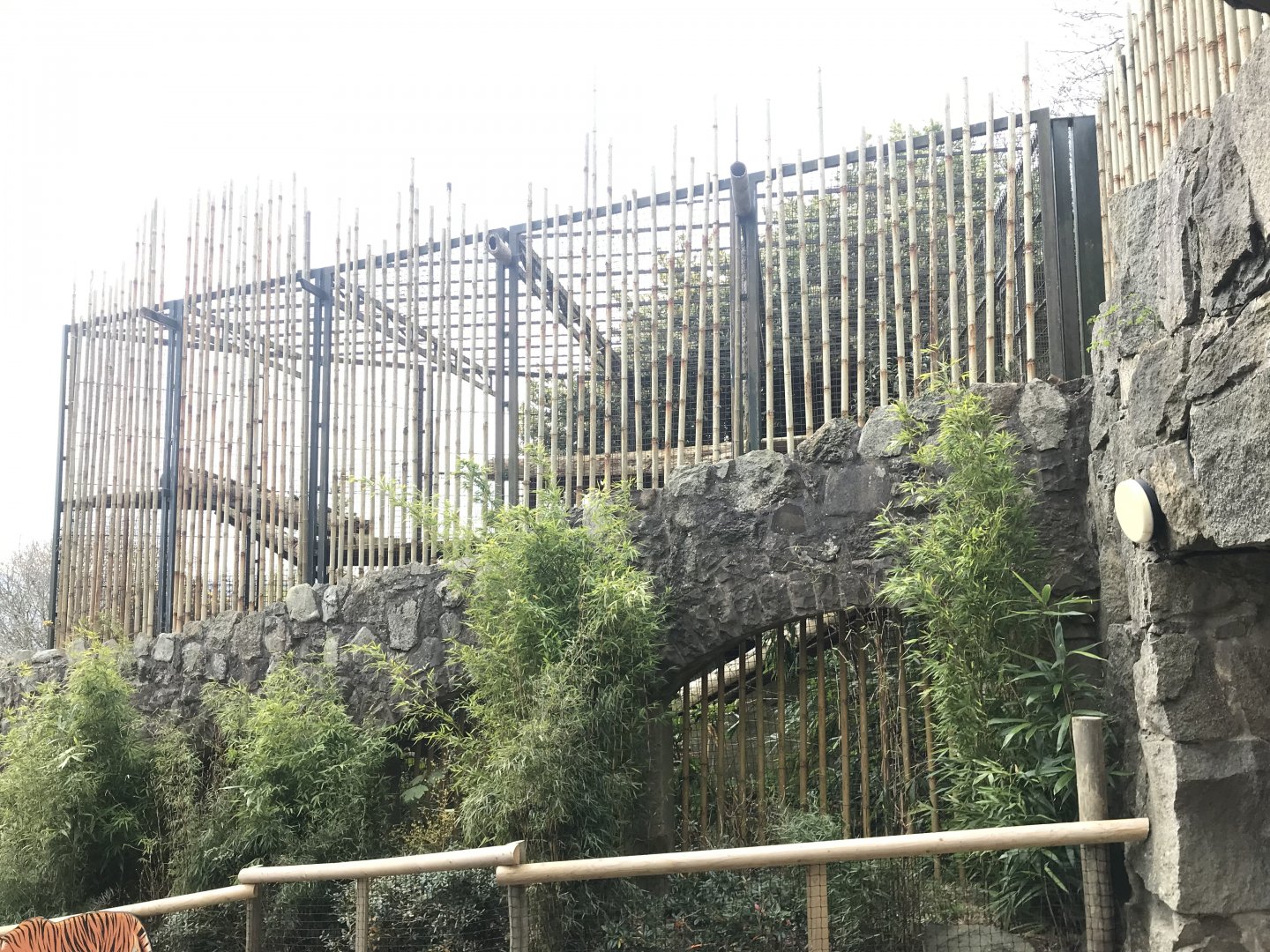 Female Sumatran tiger enclosure (2)