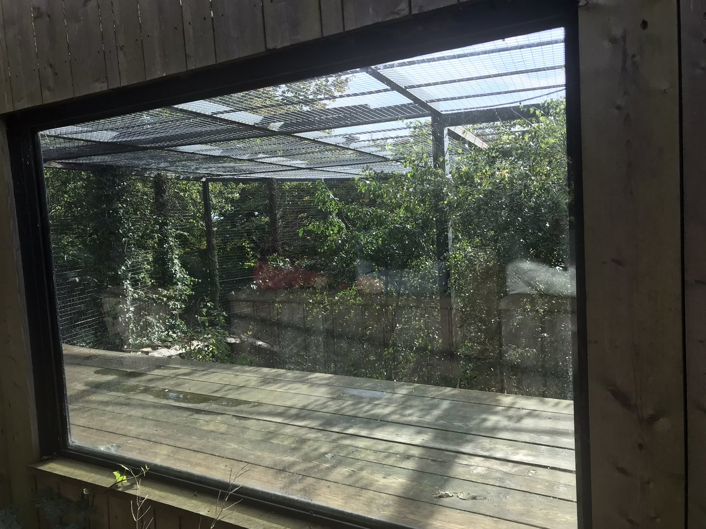 Female Sumatran tiger enclosure (2)