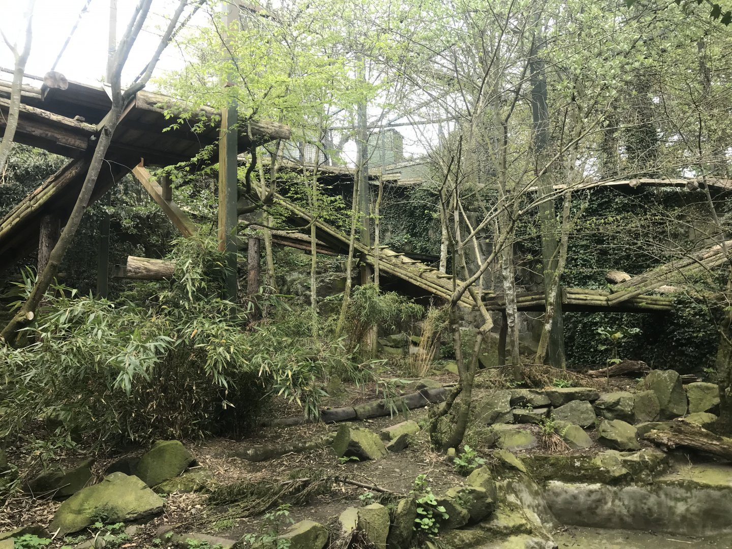 Female Sumatran tiger enclosure