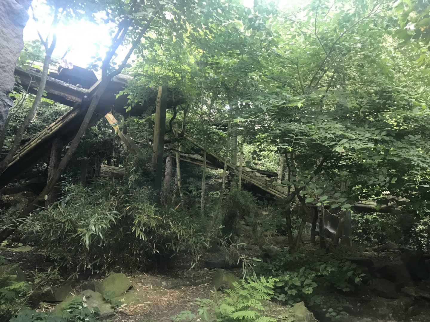 Female Sumatran tiger enclosure