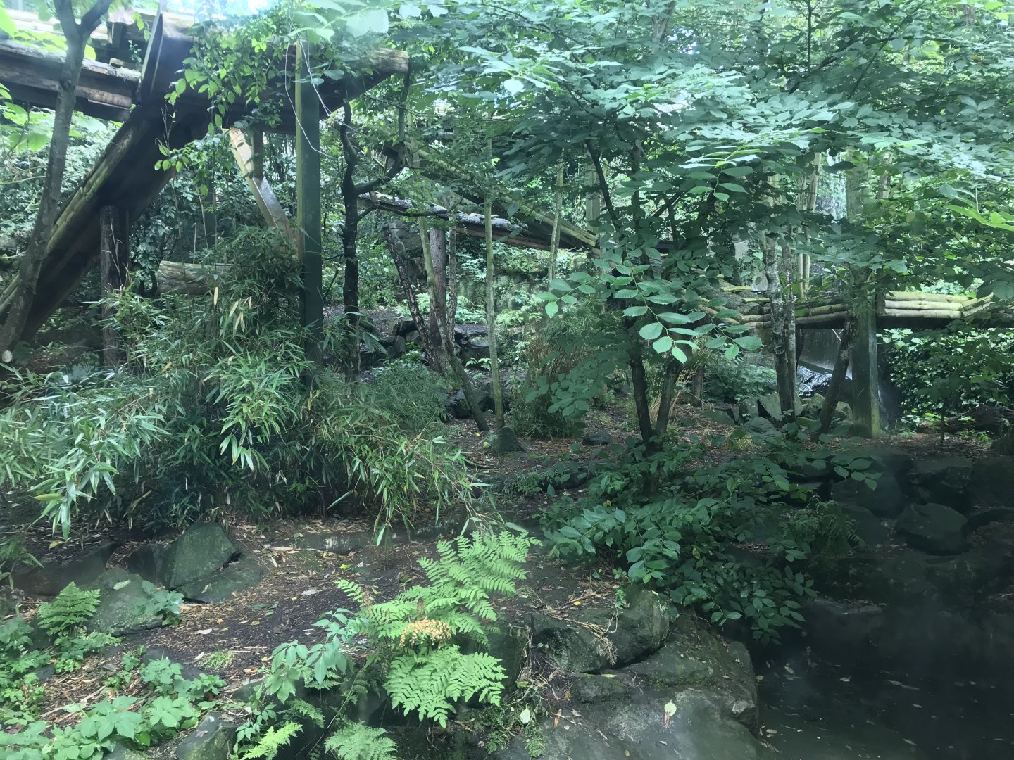 Female Sumatran tiger enclosure