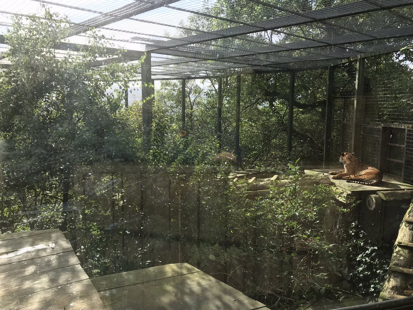 Female Sumatran tiger enclosure