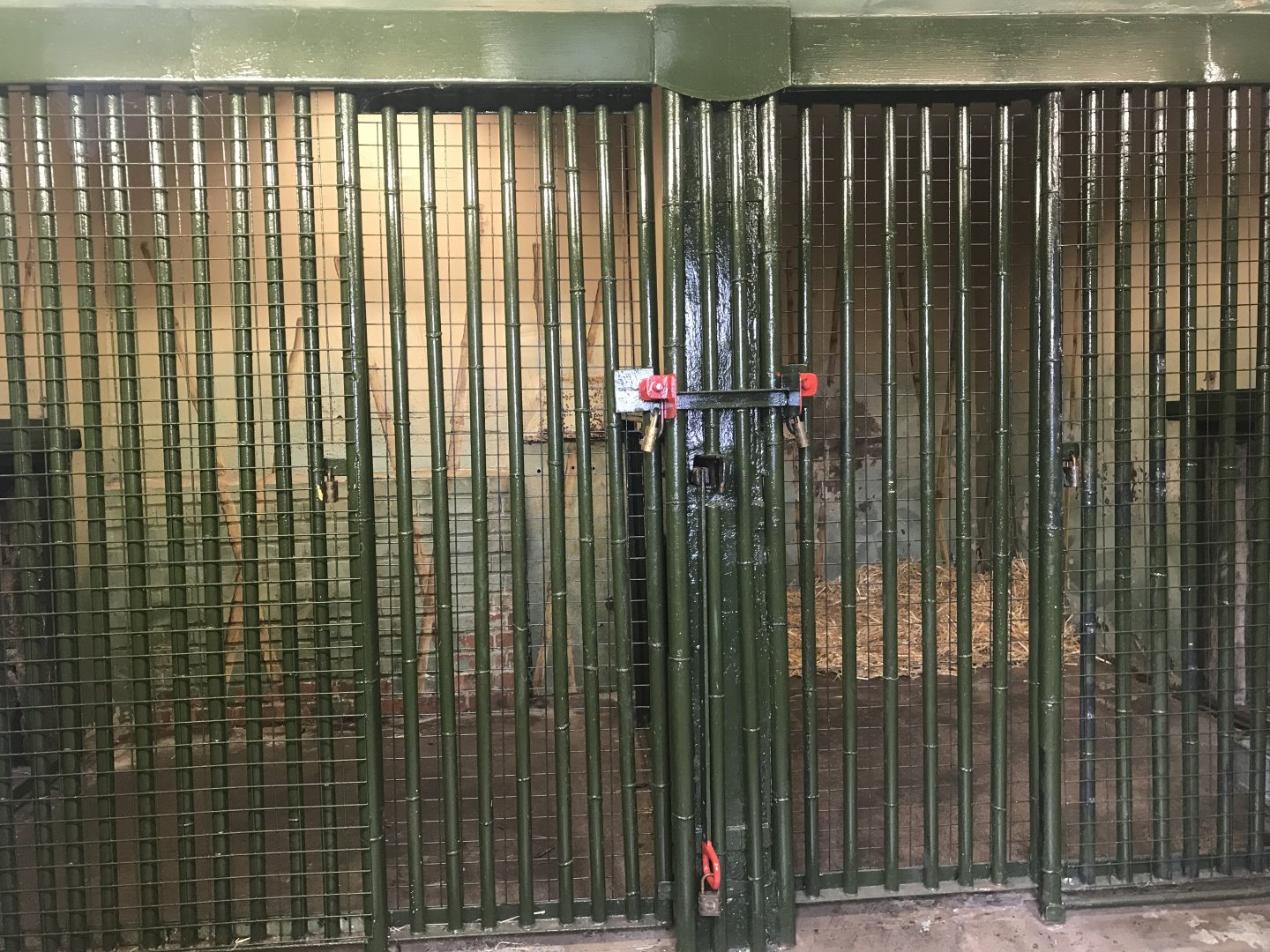 Female Sumatran tiger indoors