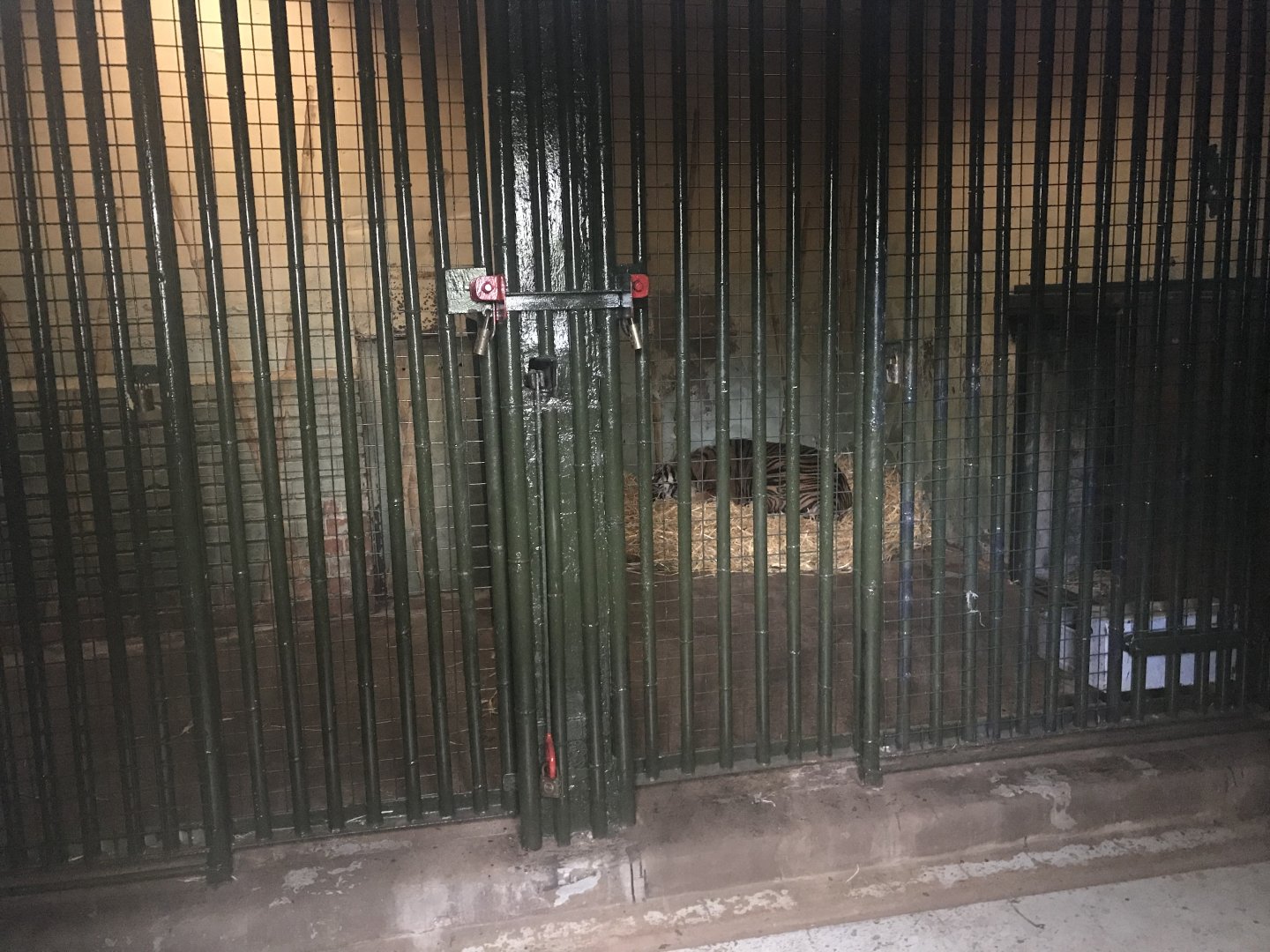 Female Sumatran tiger indoors